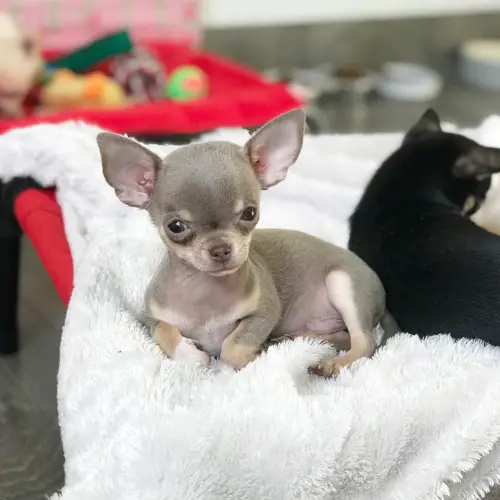 adopt-chihuahua-puppies