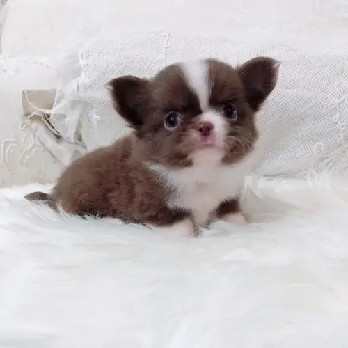 adopt-chihuahua-puppies