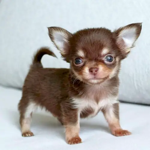 adopt-chihuahua-puppies