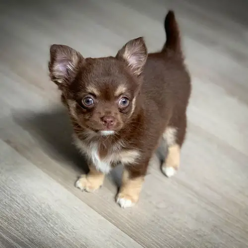 adopt-chihuahua-puppies