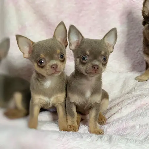 adopt-chihuahua-puppies