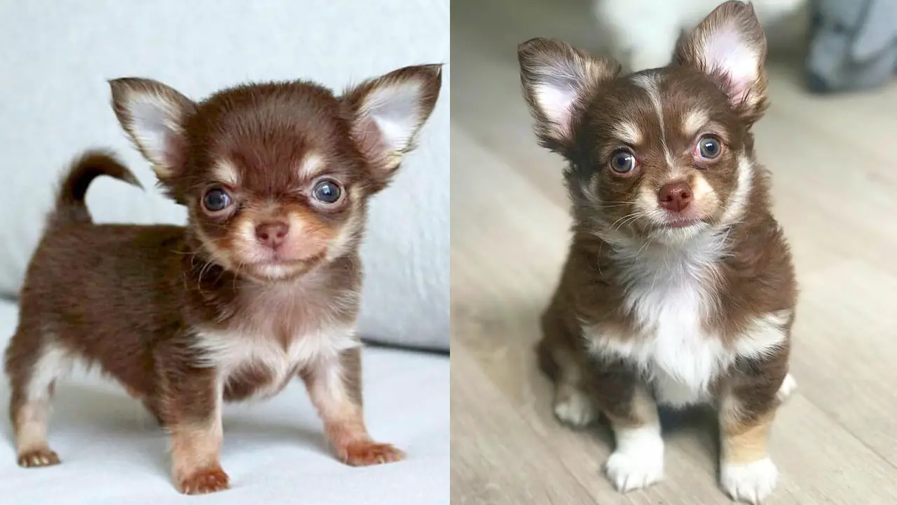 Where To Adopt Chihuahua Puppies Puppy4Homes