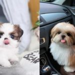 adopt-shih-tzu-puppies