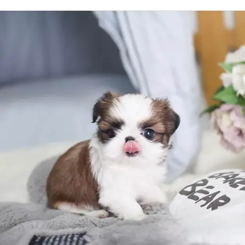 adopt-shih-tzu-puppies