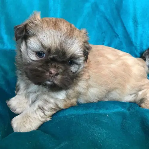 adopt-shih-tzu-puppies