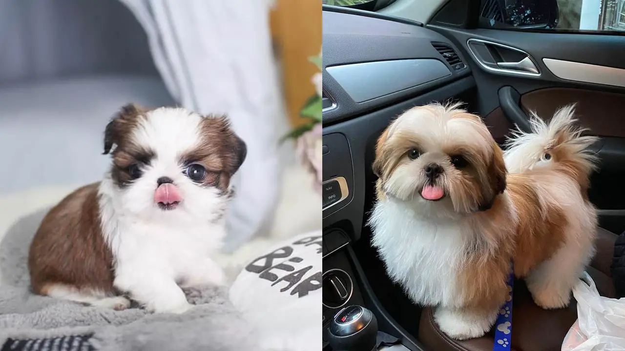 Where to Adopt Shih Tzu Puppies Puppy4Homes
