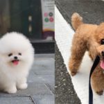 dog-adoption-websites