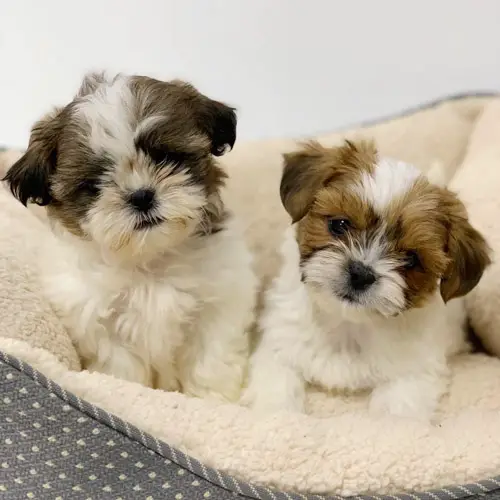 adopt-shih-tzu-puppies