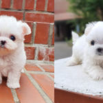 where-to-adopt-maltese-puppy-1