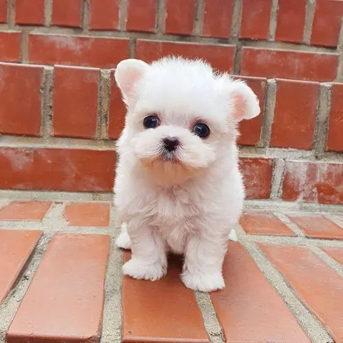 where-to-adopt-maltese-puppy