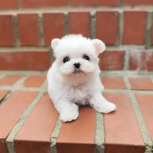 where-to-adopt-maltese-puppy