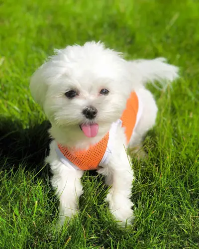 where-to-adopt-maltese-puppy