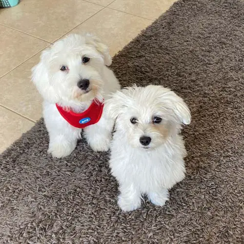 where-to-adopt-maltese-puppy