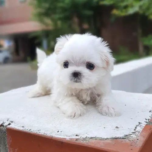 where-to-adopt-maltese-puppy