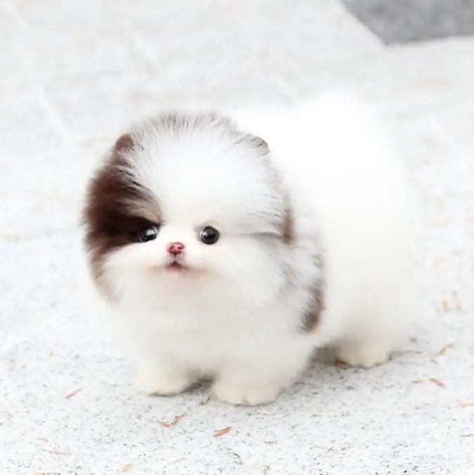 where-to-adopt-pomeranian-puppies