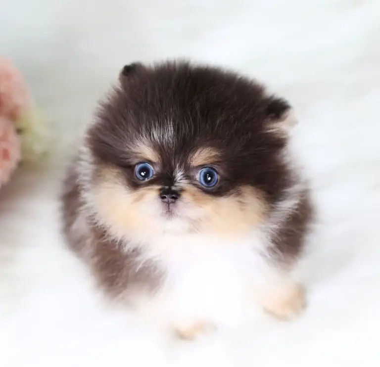 Where To Adopt Pomeranian Puppies Puppy4Homes   Where To Adopt Pomeranian Puppies 4 768x742 