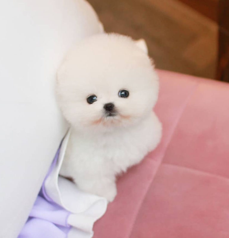 Where to Adopt Teacup Pomeranian Dogs Puppy4Homes