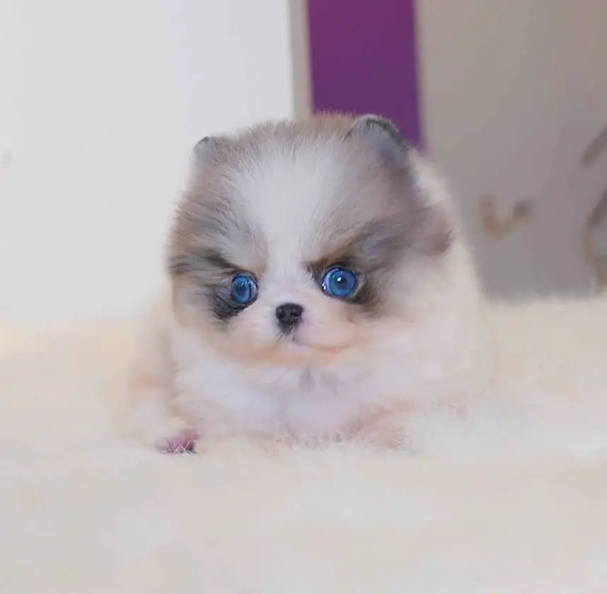 where-to-adopt-pomeranian-puppies