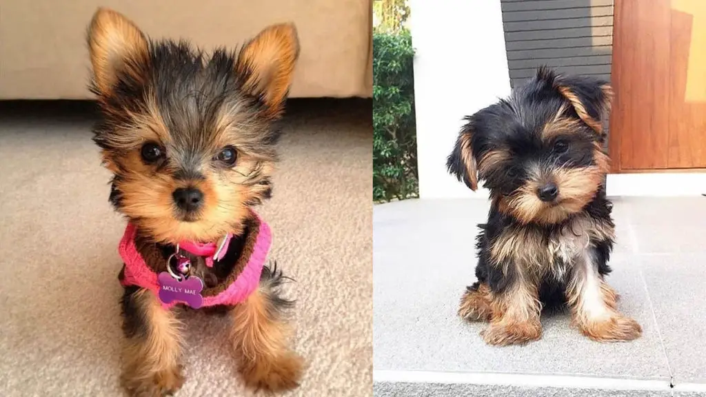 Where to Adopt Yorkie Puppies - Puppy4Homes