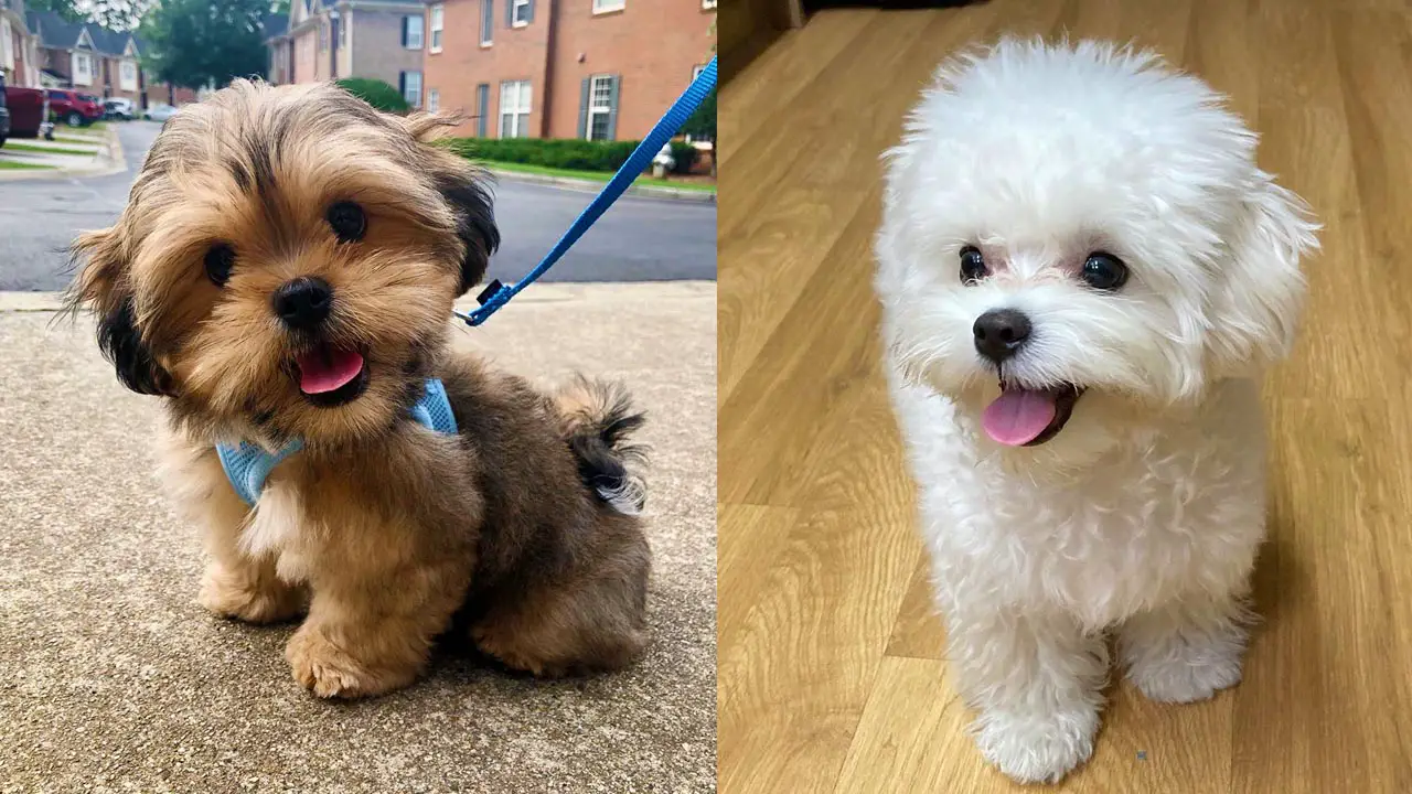 Where to Adopt Maltipoo Dogs