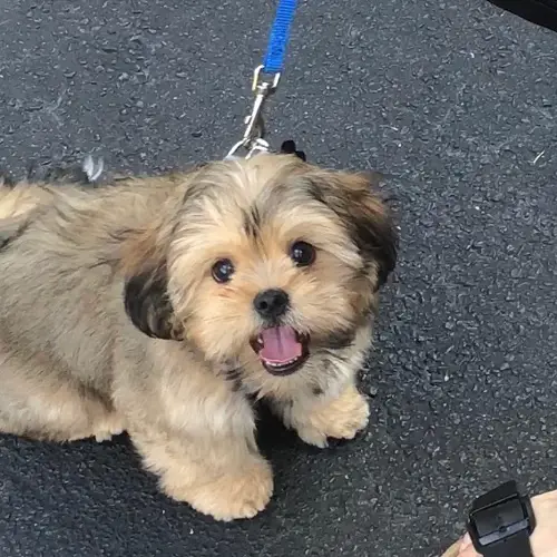 Where-to-Adopt-Maltipoo-Dogs-2