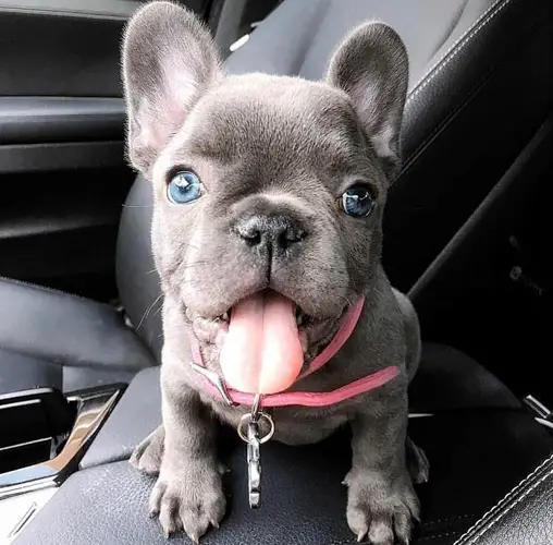 Where to Adopt French Bulldogs - Puppy4Homes