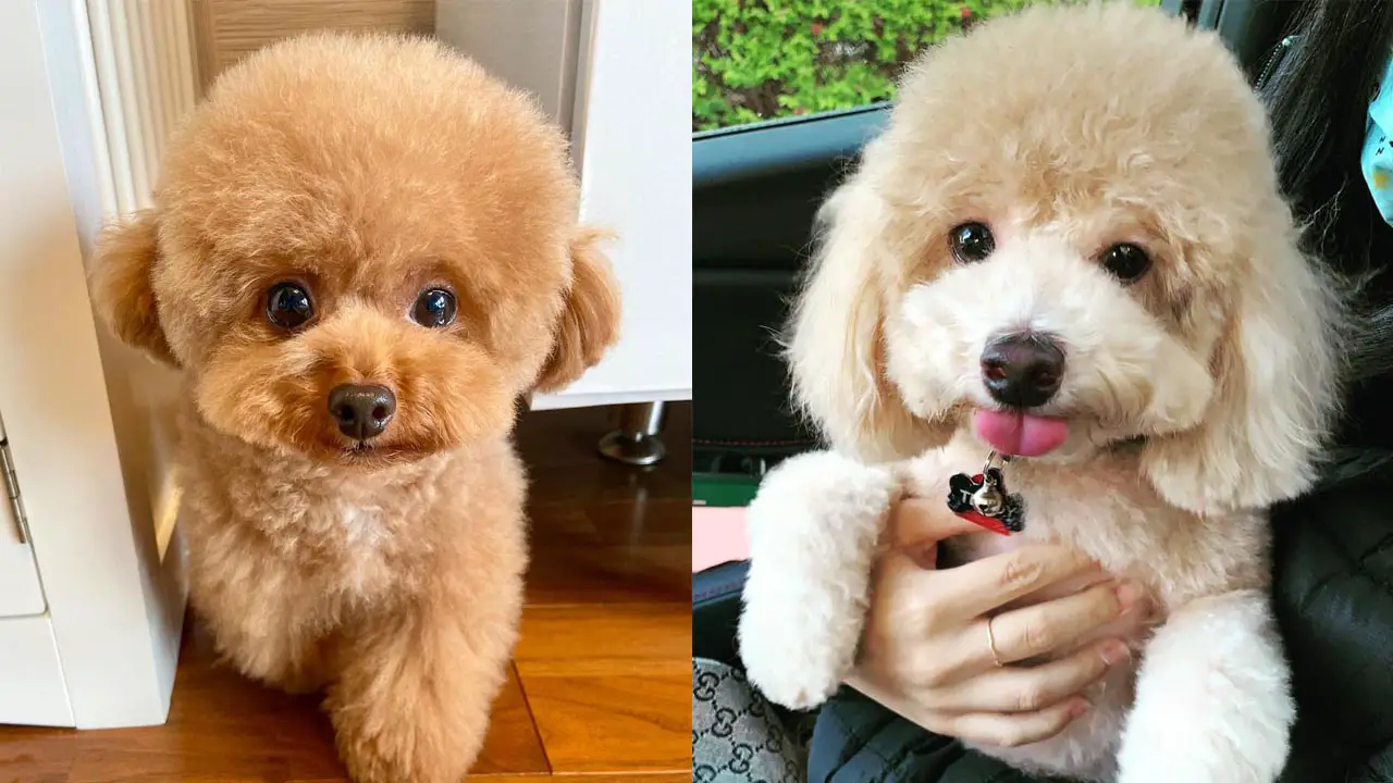 Where to Adopt Toy Poodle?