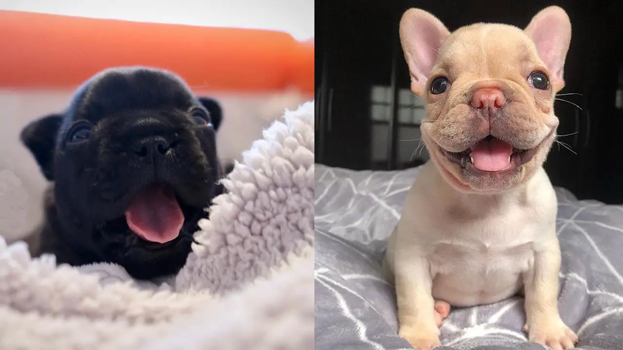 Where to Adopt French Bulldogs