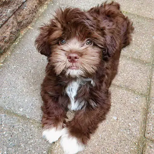 adopt-havanese-dogs-3