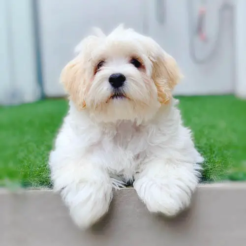 adopt-havanese-dogs-5