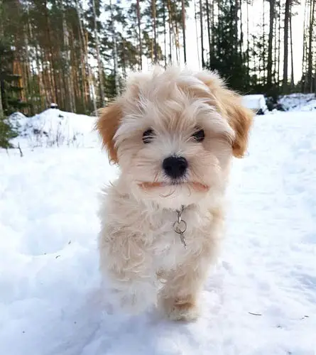 adopt-havanese-dogs