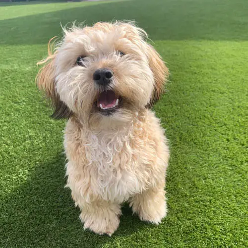 adopt-shihpoo