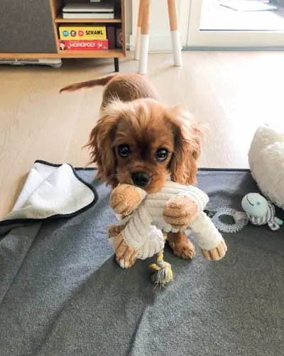 cavalier king charles spaniel adoption