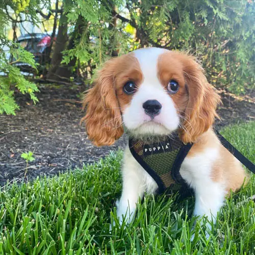 Where to Adopt Cavalier King Charles Spaniel Dogs - Puppy4Homes