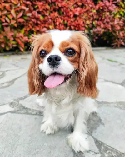 cavalier-king-charles-spaniel