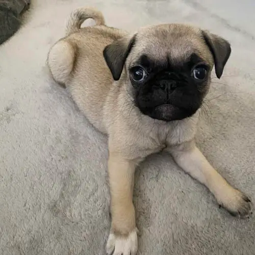 pug-puppies-2