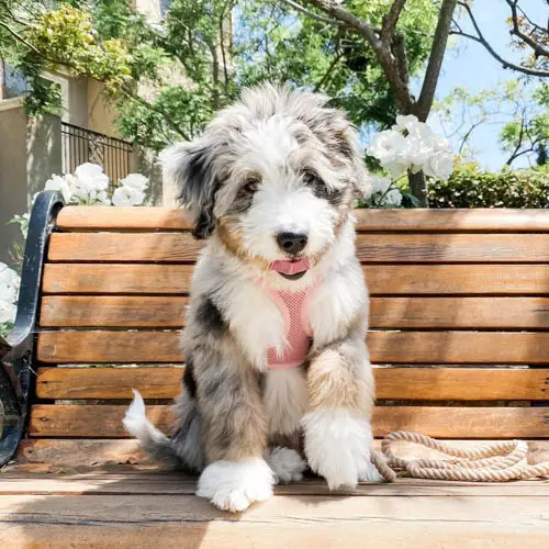 Aussiedoodle-dog-breed-3