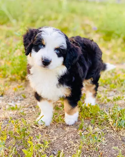 Aussiedoodle-dog-breed-5