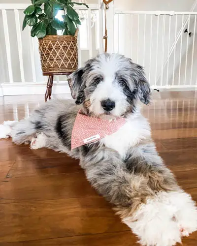 Aussiedoodle-dog-breed