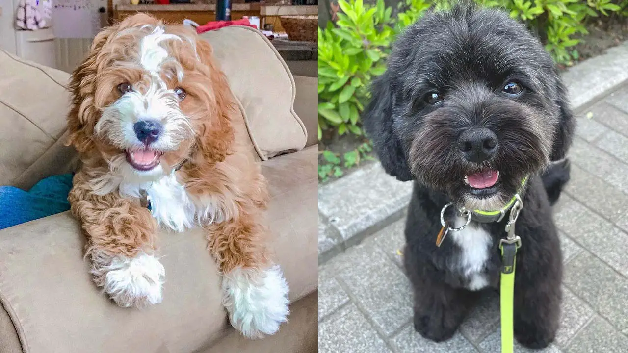 Where to Adopt Cavadoodle Puppies?