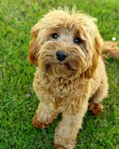 Cavadoodle-dog-breed-3