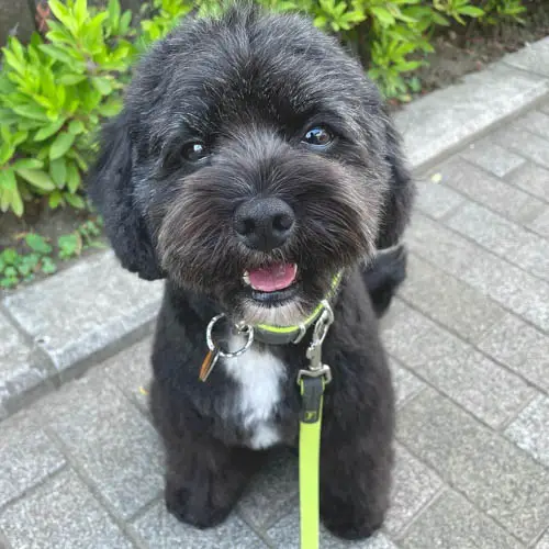 Cavadoodle-dog-breed-4