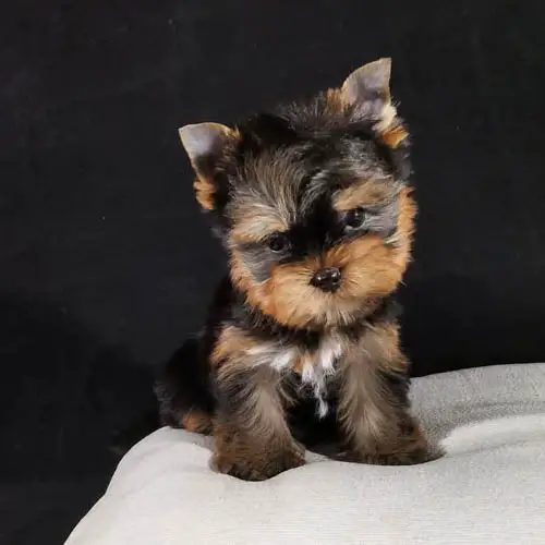 adopt-yorkiepoo-2