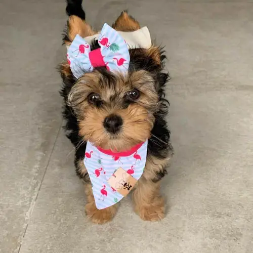 adopt-yorkiepoo-3