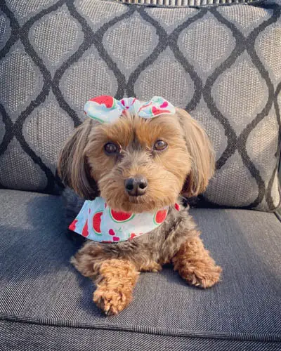 adopt-yorkiepoo-4