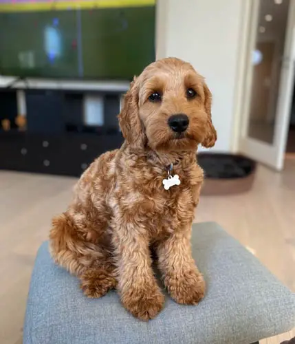 cockapoo-dog-breed