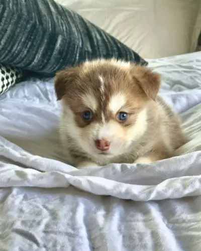 pomsky-dog-breed-3