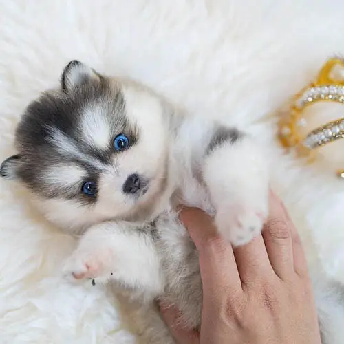 pomsky-dog-breed-4