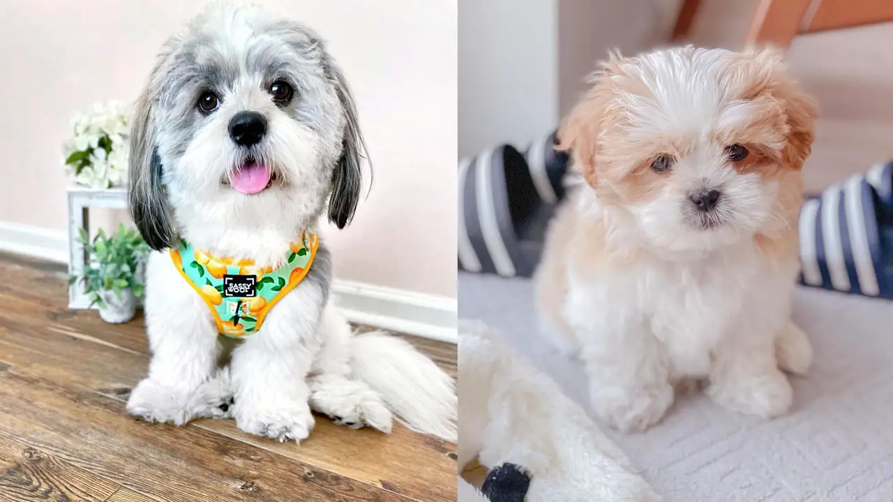 Where to Adopt Shichon Puppies?