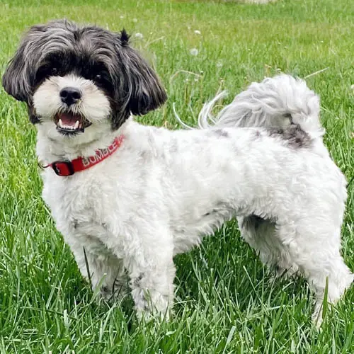 shichon rescue puppies